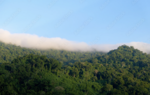 Forested landscape of Bougainville Island
